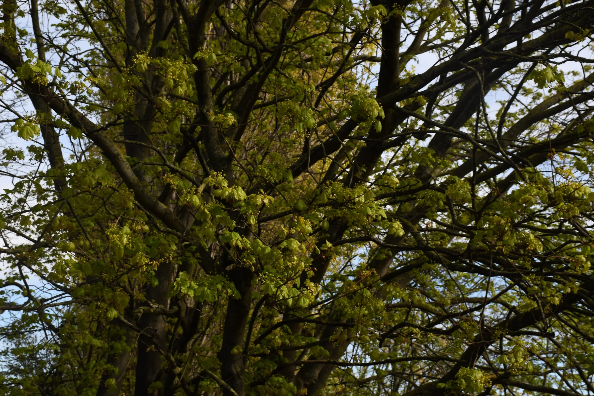 Looking up through the green canopy of a tree against a blue sky.