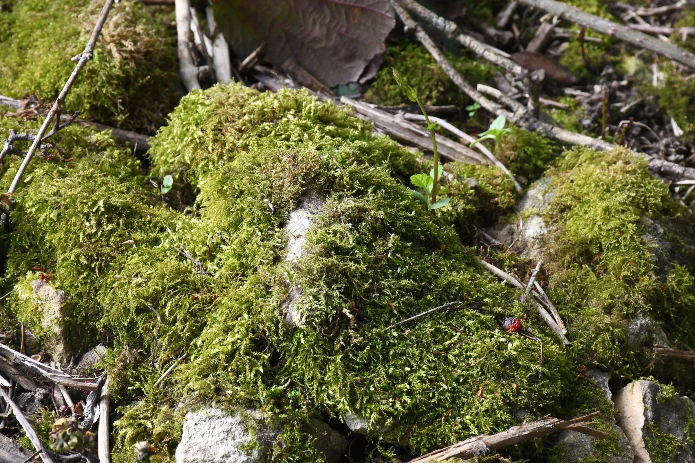 Thick green moss over a fallen branch, scattered with twigs.