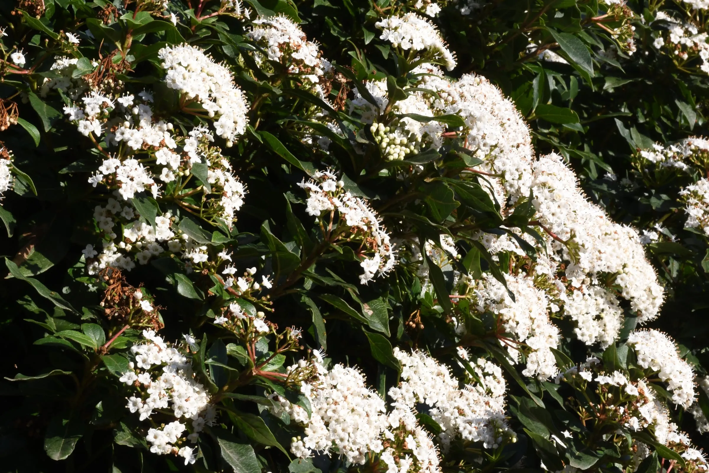 Clusters of small white flowers among dark green leaves.