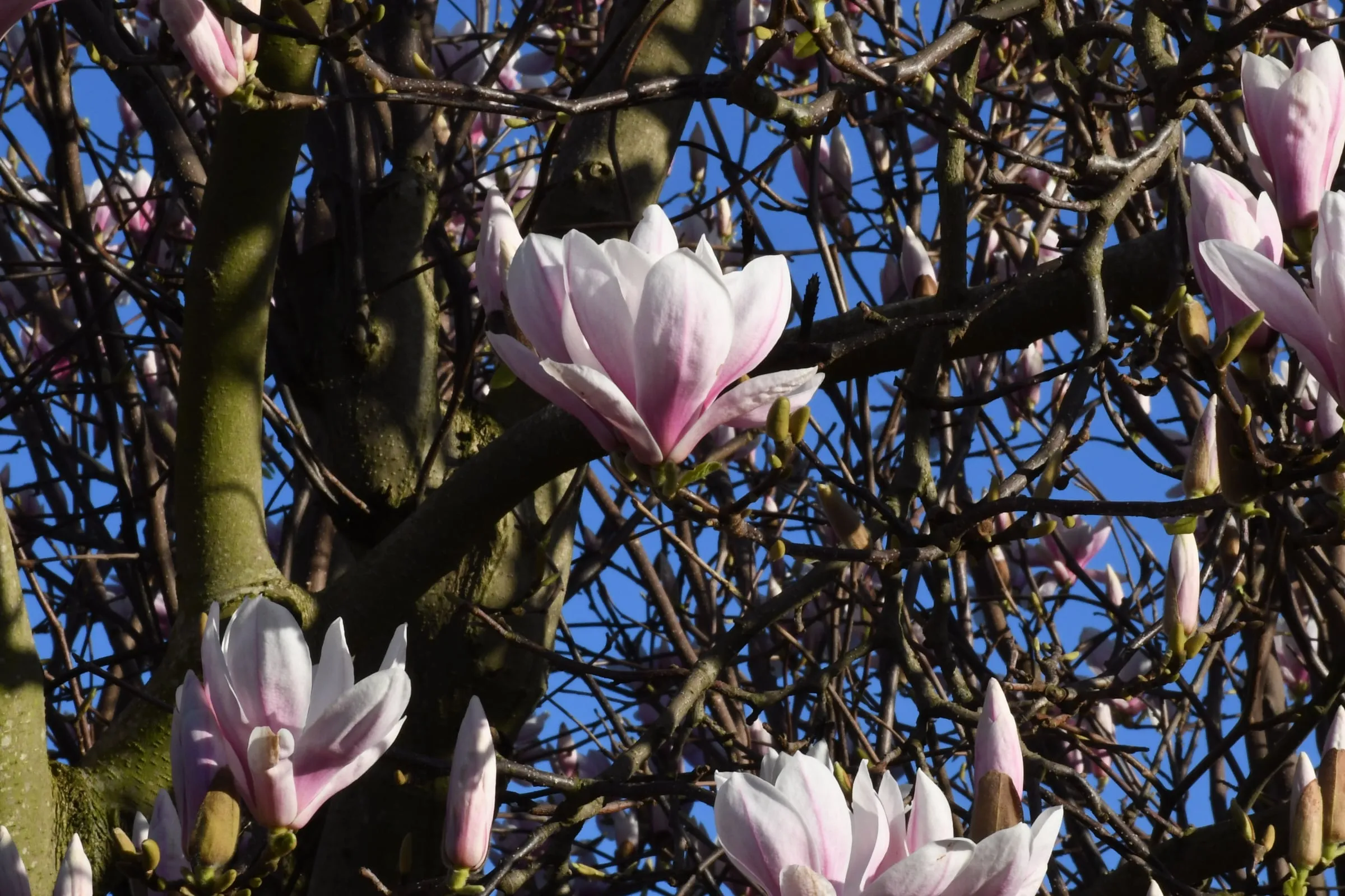 Pink magnolia flowers against a deep blue sky.