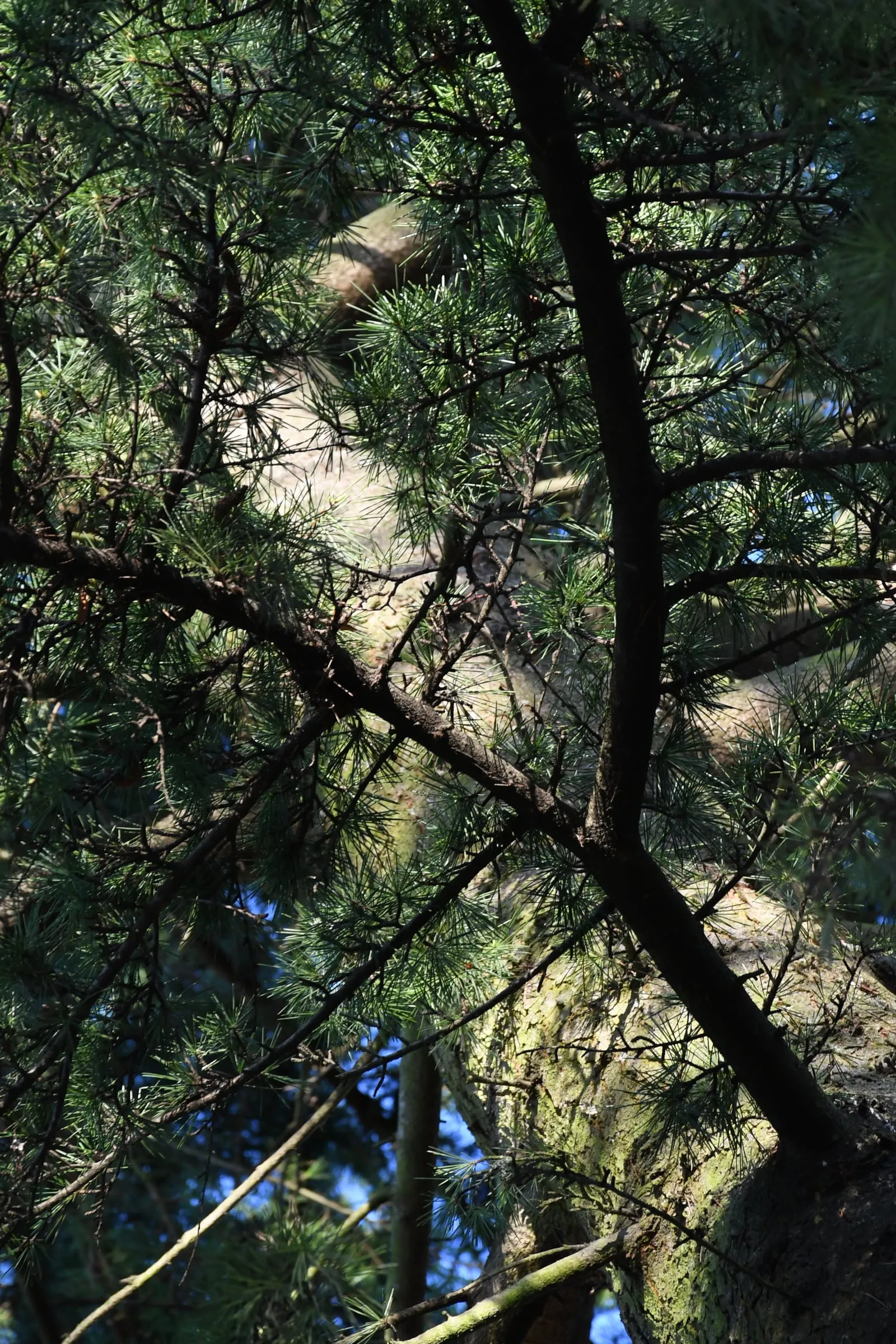 Pine branches arc across a pale tree trunk, seen from below.