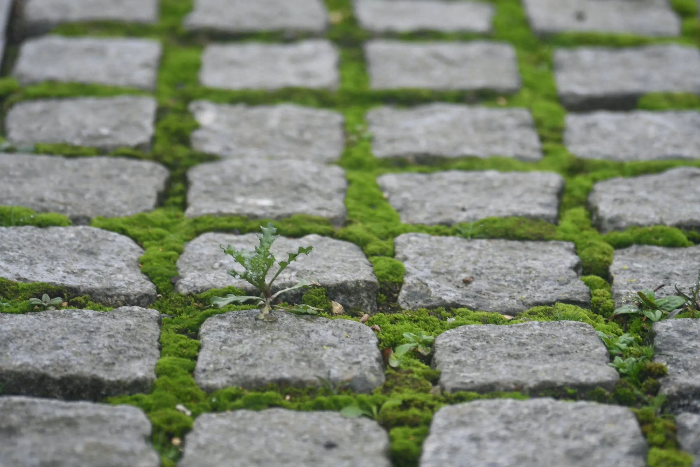 Moss growing in the gaps between grey granite cobbles.