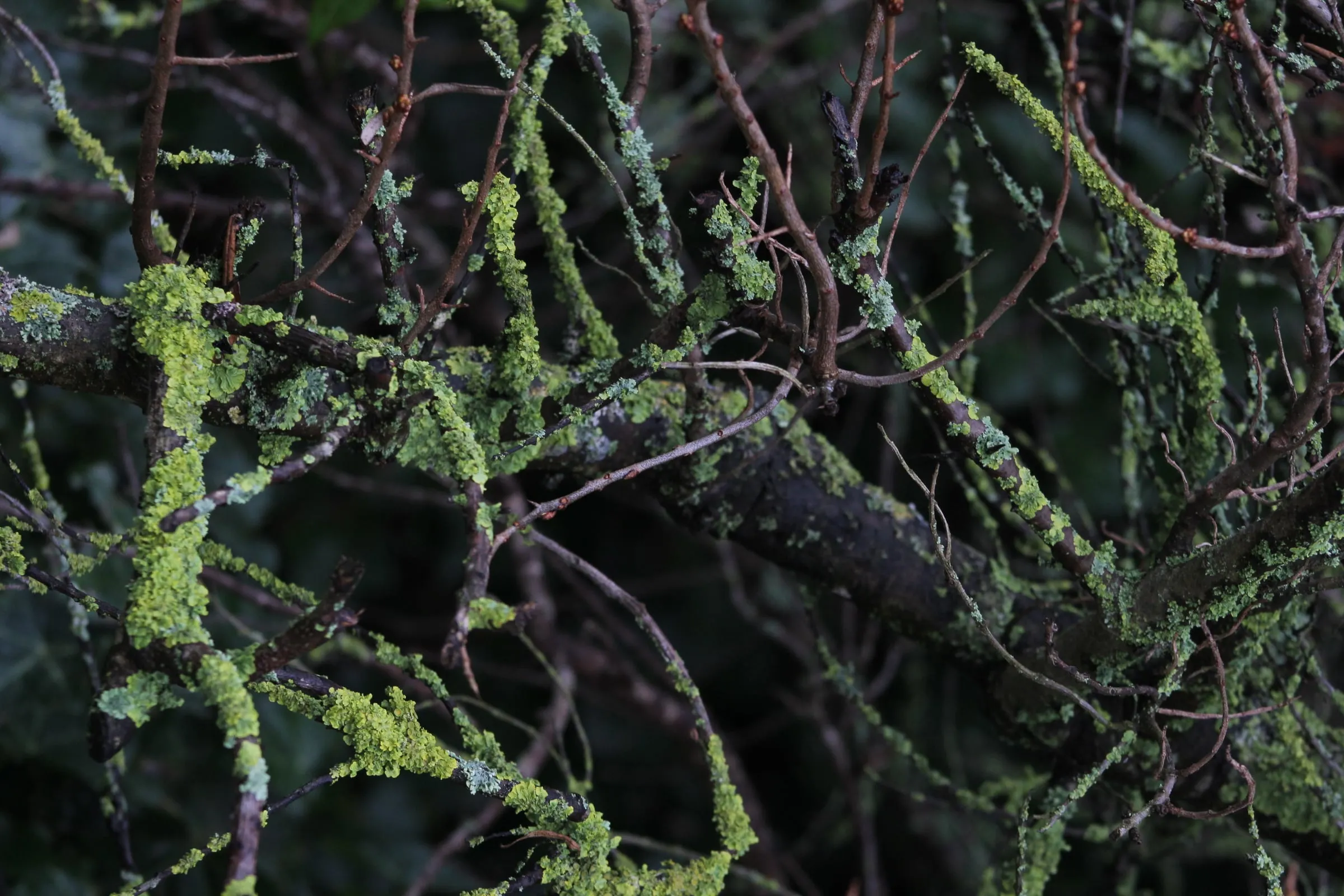 A tangle of lichen-covered branches at the water's edge.