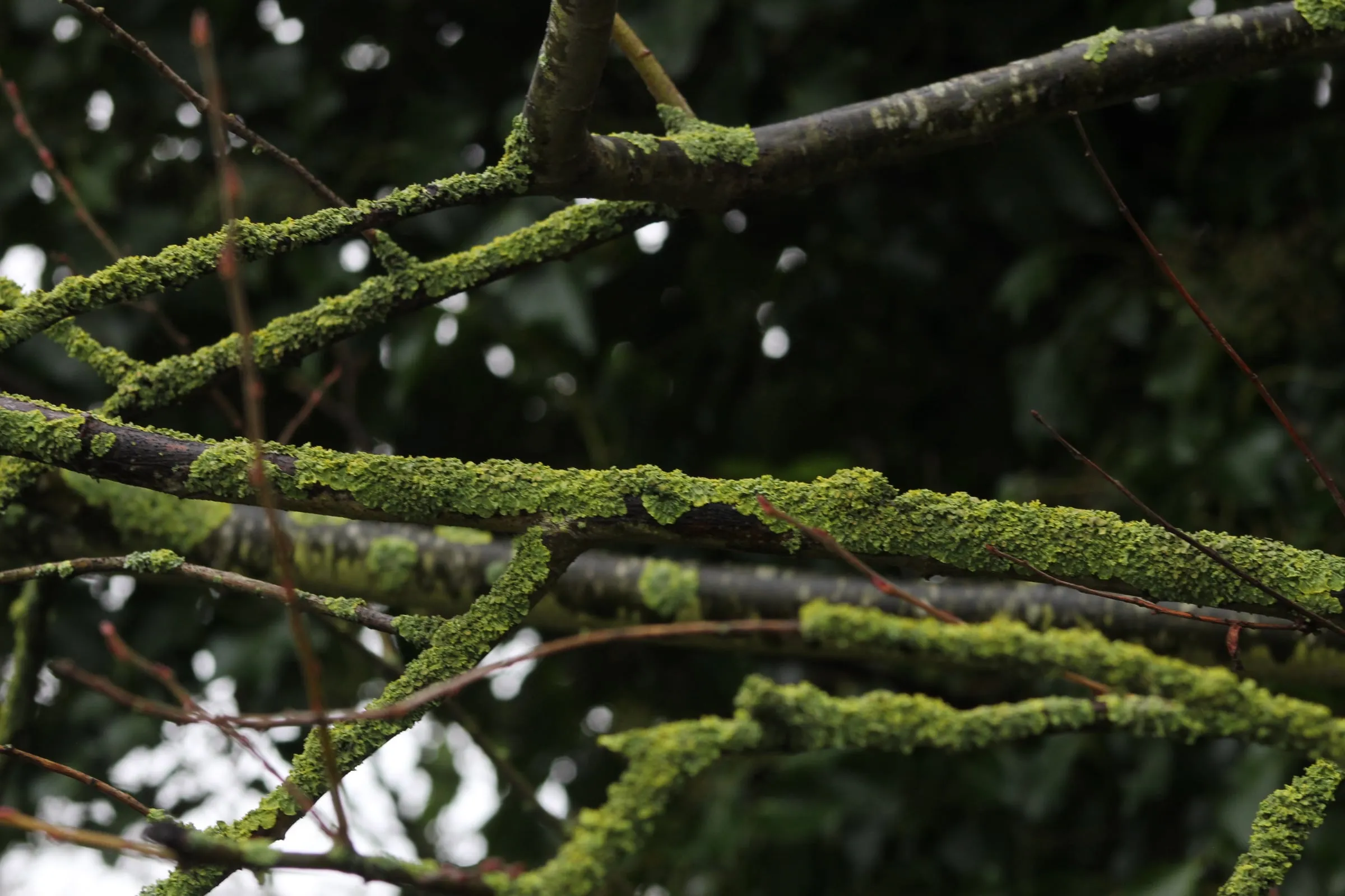 Branches covered in bright green moss against dark foliage.