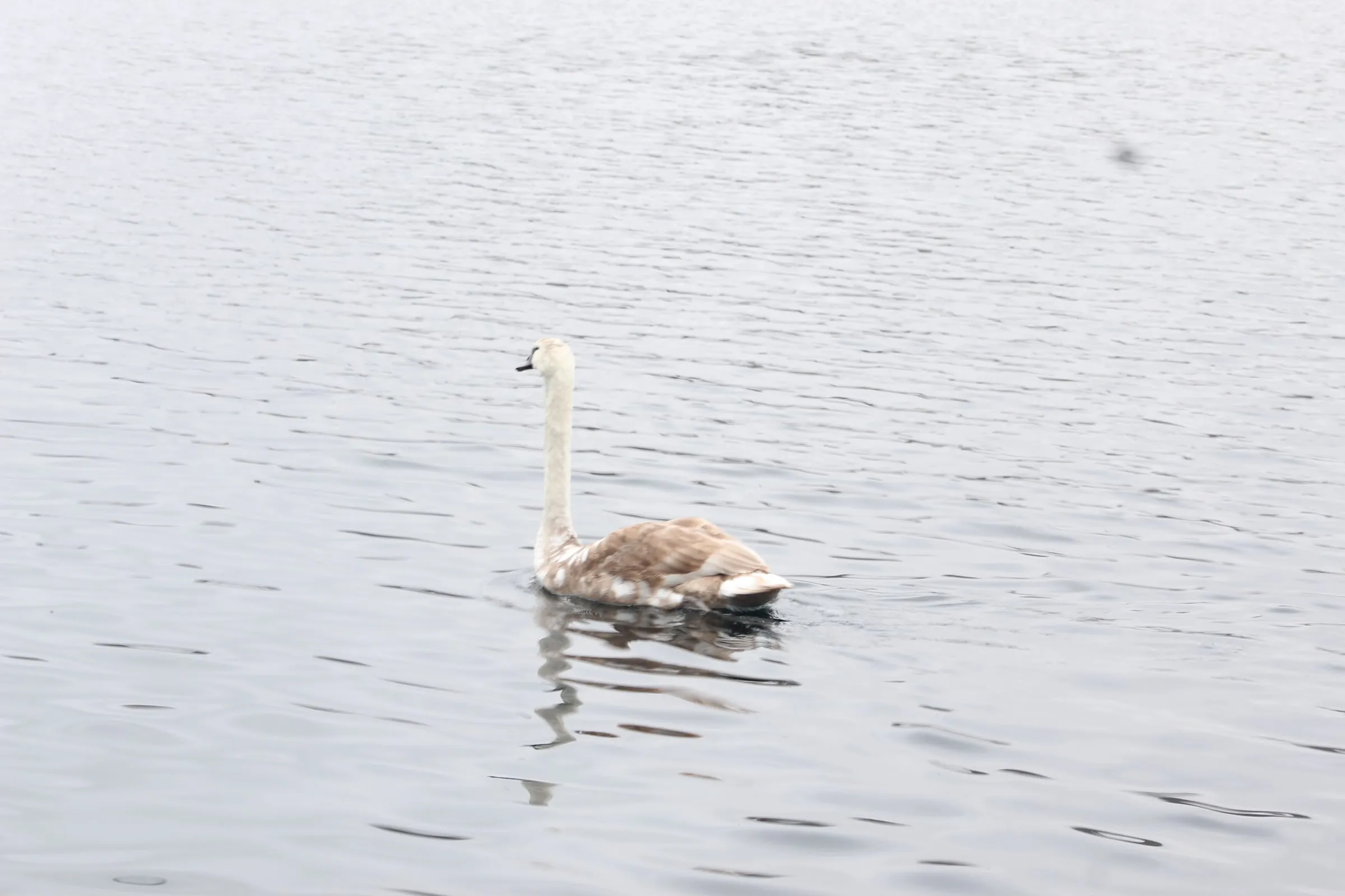 A young swan drifts alone on pale silver water.