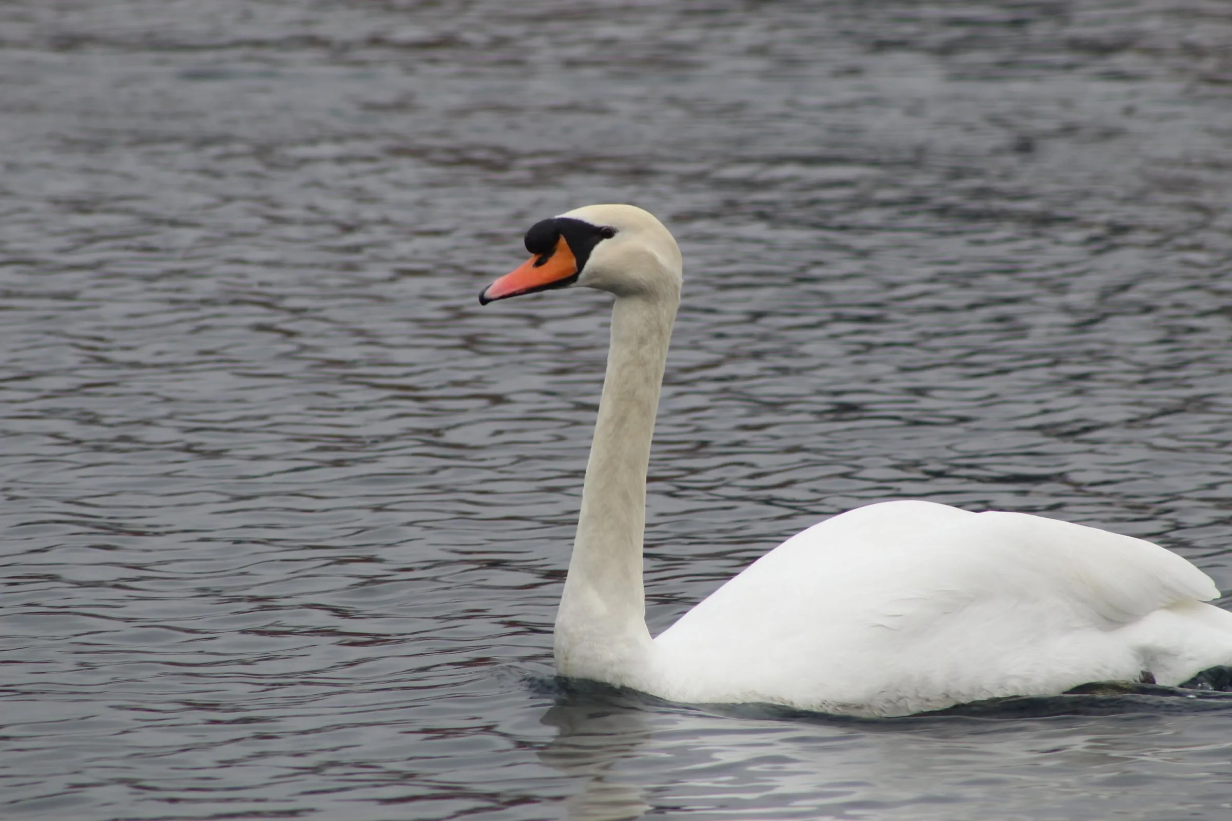 A swan in profile on grey water, neck curved.