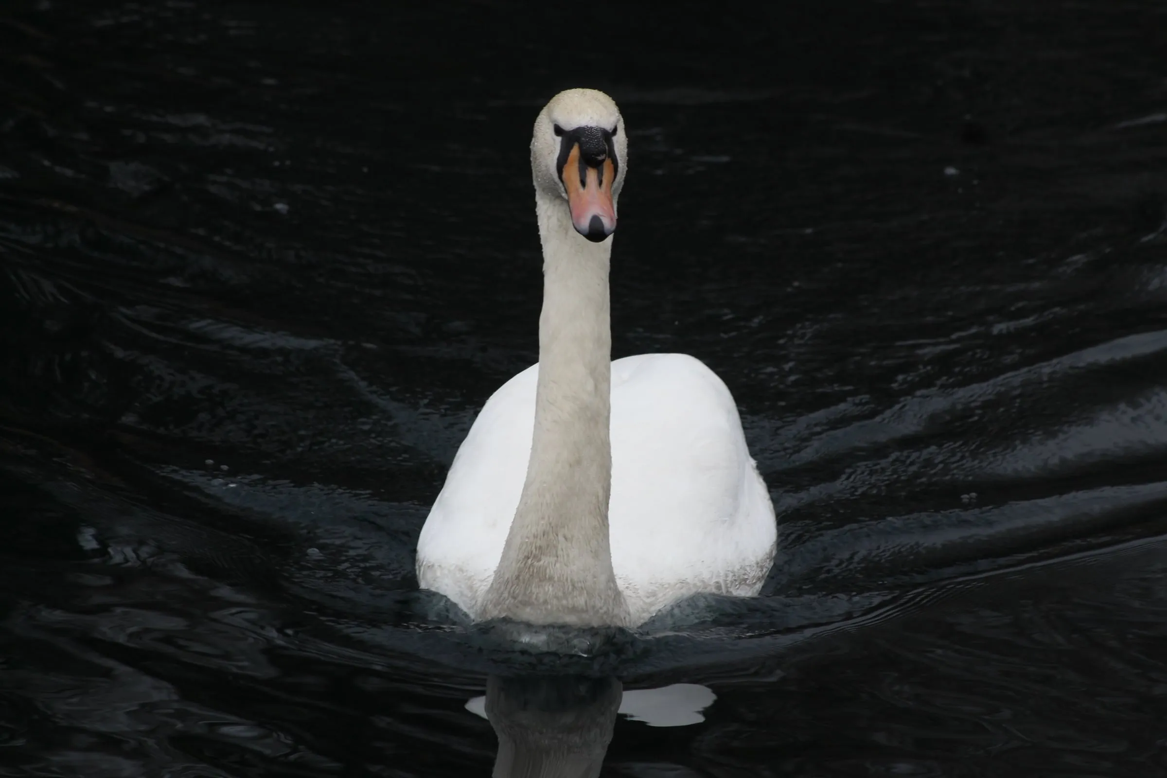 A white swan glides straight towards the camera across black, rippling water.