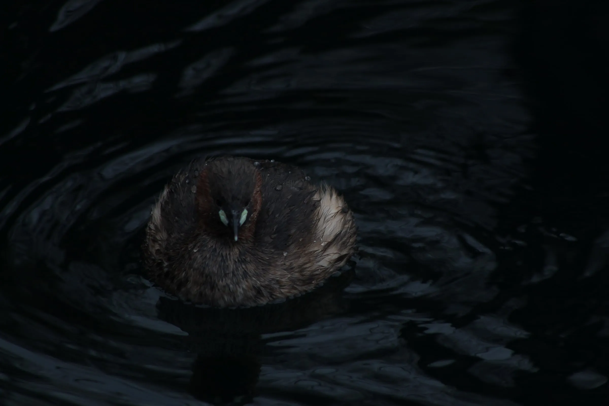 A small waterbird amid concentric ripples on dark water.