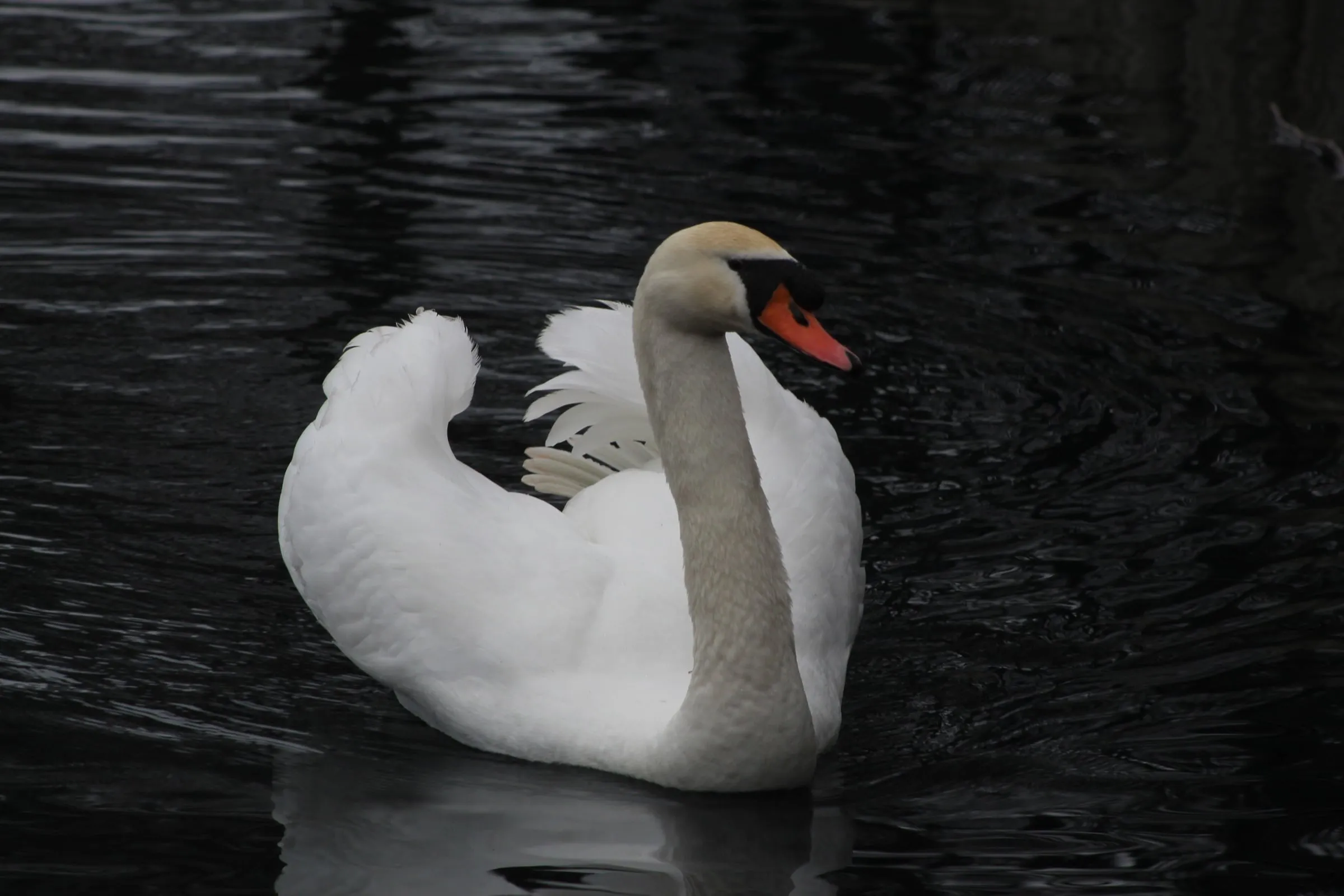 A swan turns its head back over its folded wings on dark water.