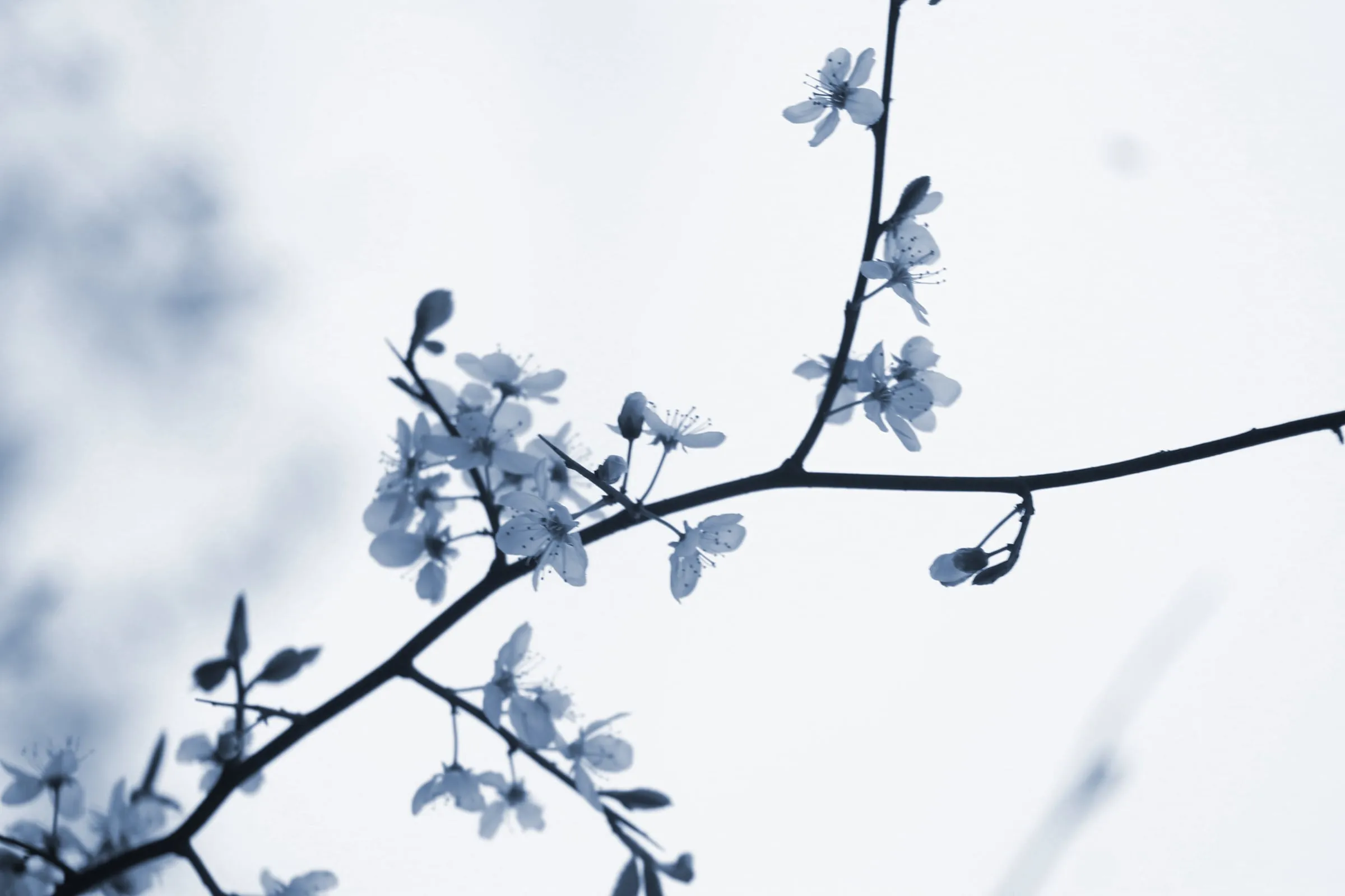 Pale blossom on thin branches, silhouetted against a bright white sky.