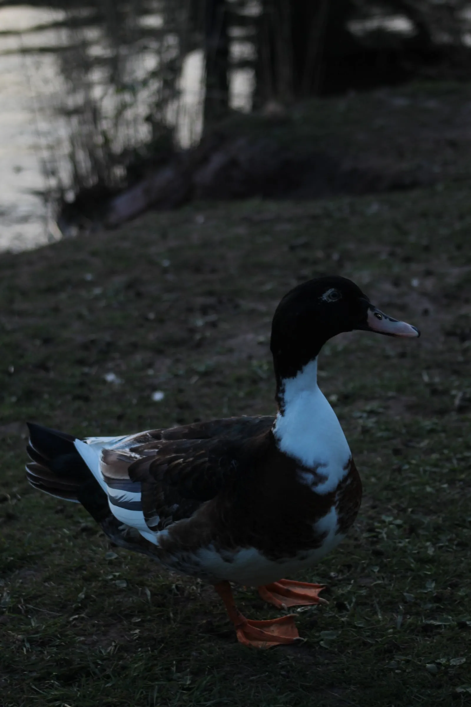 A mallard-type duck stands on dry grass beside the lake.