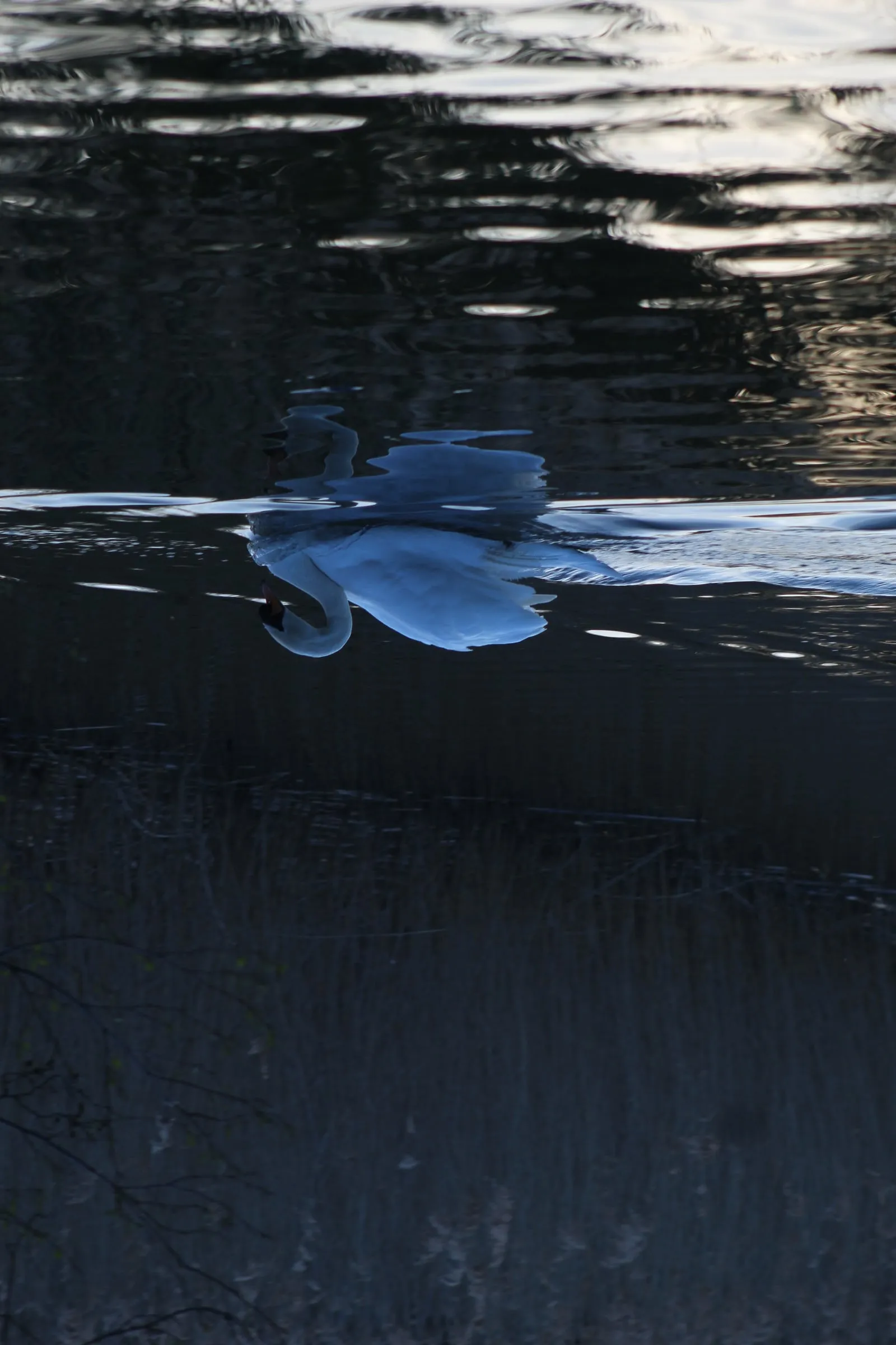 A swan reflection breaking up on cold blue water.