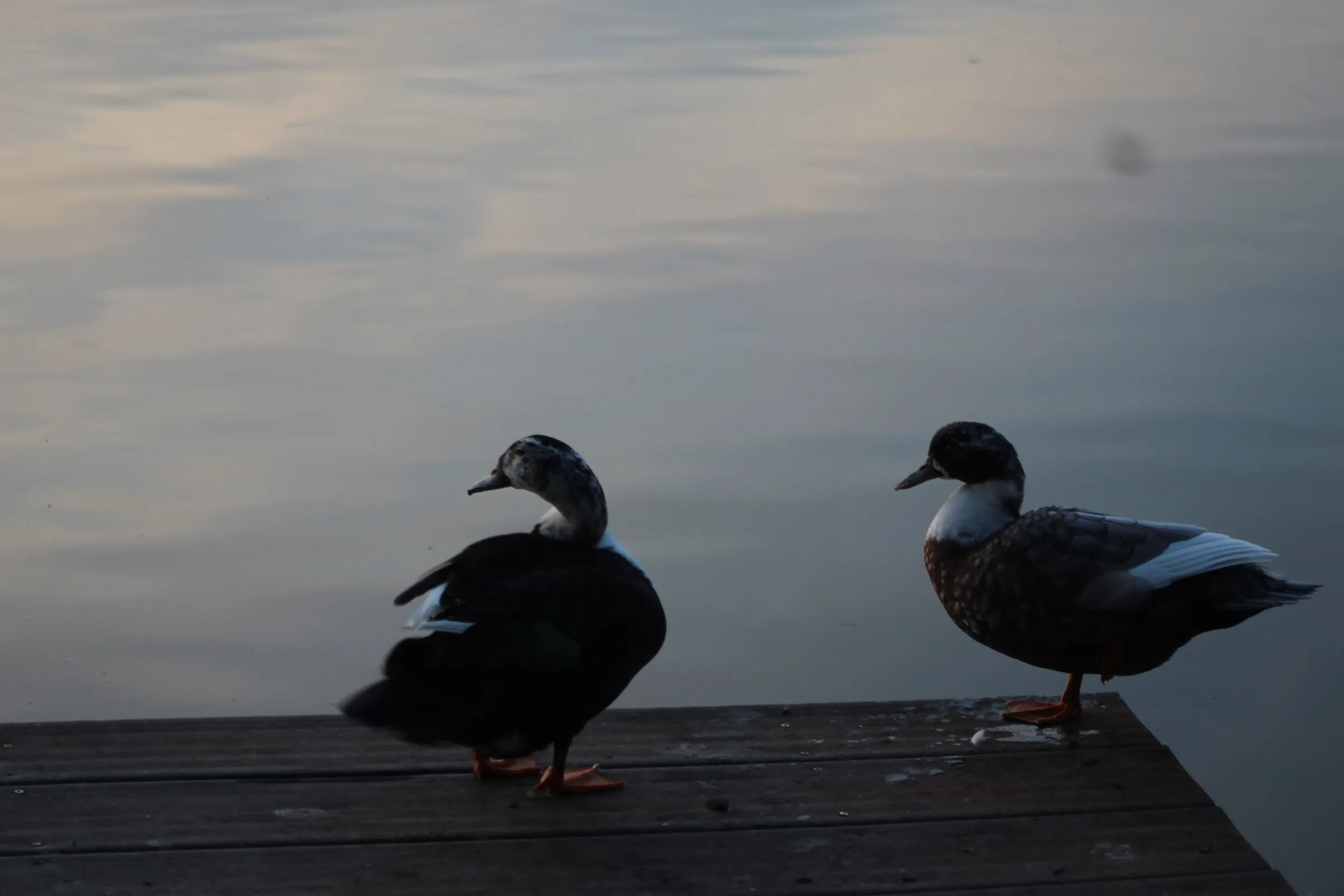 Two ducks on a wooden jetty at dusk.