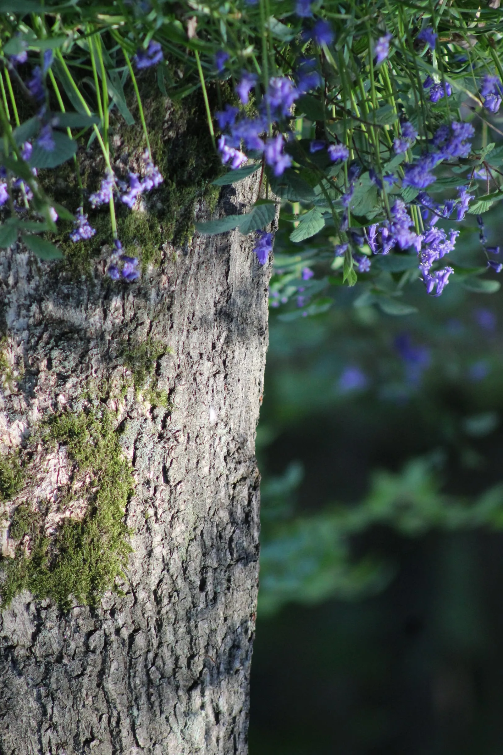 Purple wildflowers over a mossy tree trunk.